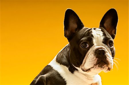 french bulldog - French Bulldog on yellow background Stock Photo - Premium Royalty-Free, Code: 693-03304972