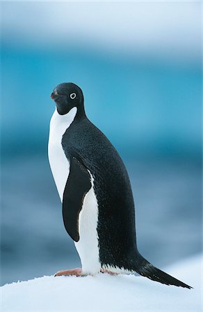 simsearch:693-03301867,k - Penguin on snow Stock Photo - Premium Royalty-Free, Code: 693-03306356