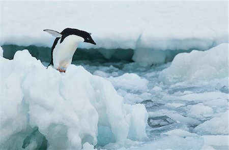 simsearch:693-03301867,k - Penguin on iceberg Stock Photo - Premium Royalty-Free, Code: 693-03306357