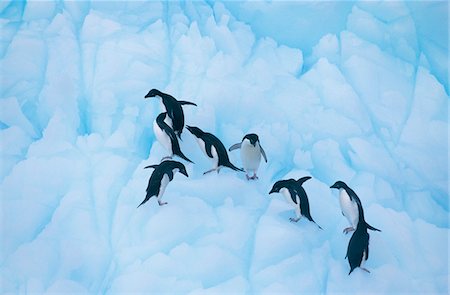 Penguins climbing on ice Stock Photo - Premium Royalty-Free, Code: 693-03306358