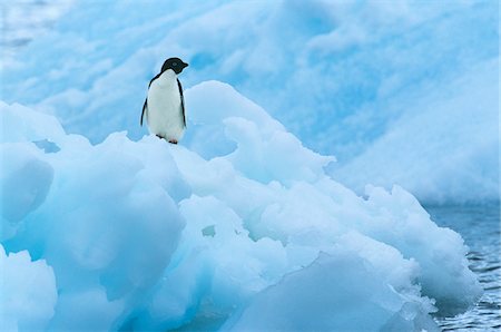 simsearch:693-03301867,k - Penguin on iceberg Stock Photo - Premium Royalty-Free, Code: 693-03306360