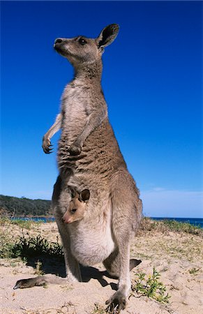 Kangaroo with joey in pouch on beach Stock Photo - Premium Royalty-Free, Code: 693-03306397