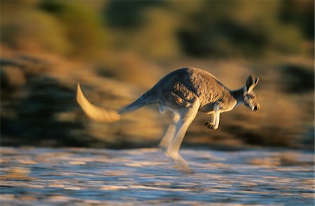 Kangaroo bouncing through desert Stock Photo - Premium Royalty-Free, Code: 693-03306399