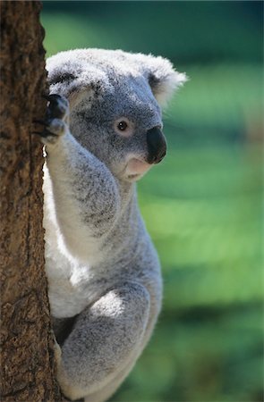 Koala climbing tree Foto de stock - Sin royalties Premium, Código: 693-03306405