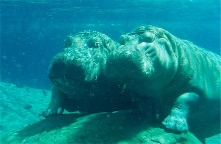 Two Hippopotami (Hippopotamus Amphibius) bathing in waterhole Foto de stock - Sin royalties Premium, Código: 693-03306505