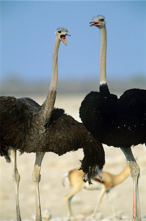 Two Ostriches dancing on savannah Stock Photo - Premium Royalty-Free, Code: 693-03306558
