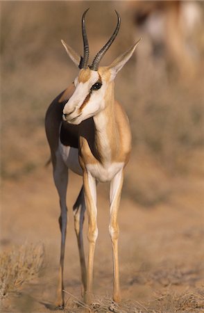 Gazelle on savannah Stock Photo - Premium Royalty-Free, Code: 693-03306571