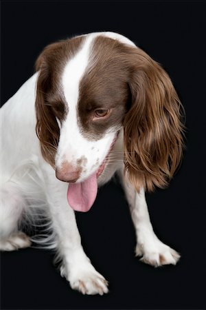 spring - English Springer Spaniel, gros plan Photographie de stock - Premium Libres de Droits, Code: 693-03309509