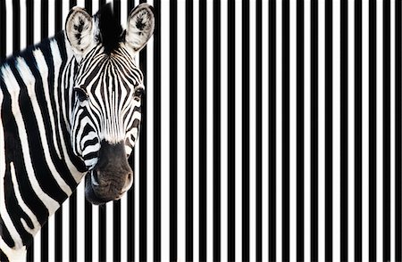 Zebra on striped background, looking at camera Stock Photo - Premium Royalty-Free, Code: 693-03301875