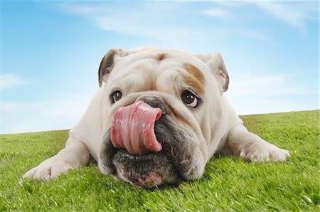 Bulldog lying down licking nose, close-up Foto de stock - Sin royalties Premium, Código: 693-03303259