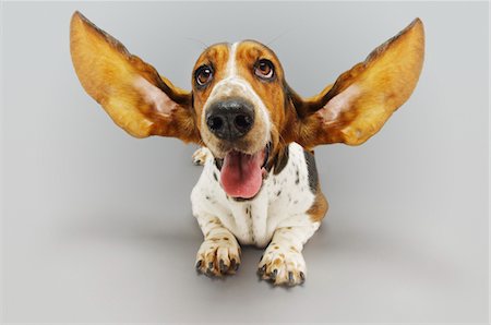 playful dog not playing not people - Basset hound, lying down, ears extended Stock Photo - Premium Royalty-Free, Code: 693-03303268