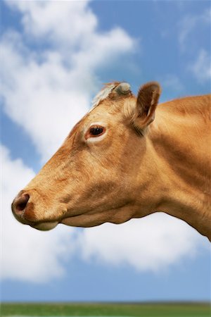 Brown cow in field, side view, close-up of head Stock Photo - Premium Royalty-Free, Code: 693-03303684