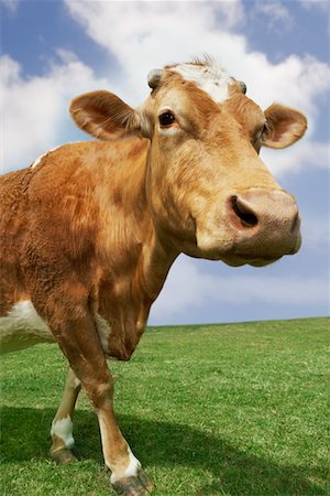 Brown cow walking in field Stock Photo - Premium Royalty-Free, Code: 693-03303685