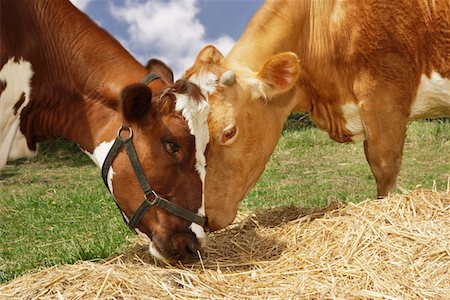 Two brown cows eating hay in field, close-up Stock Photo - Premium Royalty-Free, Code: 693-03303681