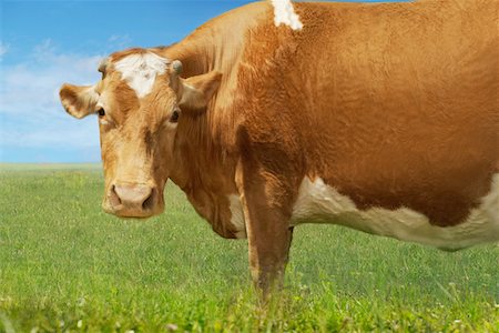 Brown cow in field, side view Stock Photo - Premium Royalty-Free, Code: 693-03303682