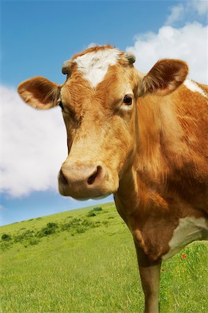 Brown cow in field Stock Photo - Premium Royalty-Free, Code: 693-03303683