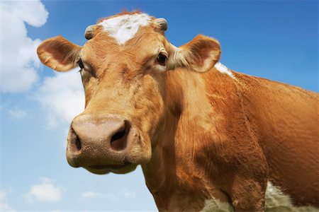 Close-up low angle view of brown cow against blue sky Stock Photo - Premium Royalty-Free, Code: 693-03303691