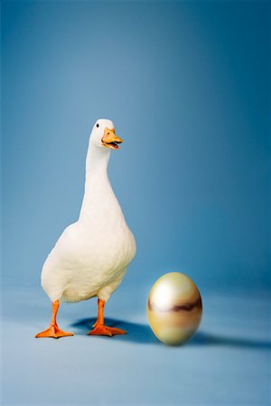 Goose standing beside golden egg, studio shot Stock Photo - Premium Royalty-Free, Code: 693-03303728