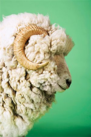 ram animal side view - Ram on green background, side view of head Stock Photo - Premium Royalty-Free, Code: 693-03303771