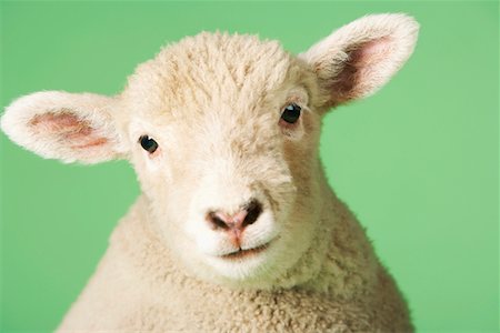 Lamb on green background, close-up of head Foto de stock - Sin royalties Premium, Código: 693-03303773