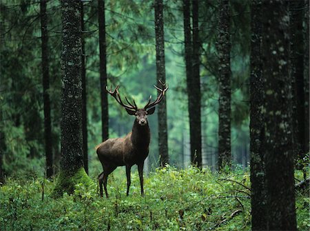 Red deer stag in forest Stock Photo - Premium Royalty-Free, Code: 693-03303837