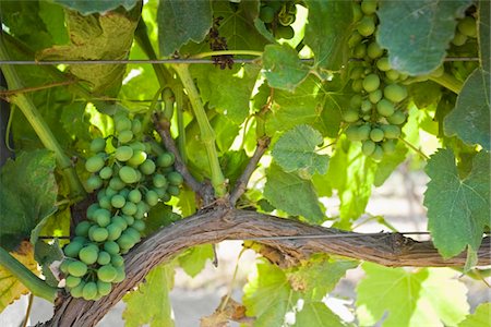 Vineyard in Santa Maria, California Stock Photo - Premium Royalty-Free, Code: 693-03317507