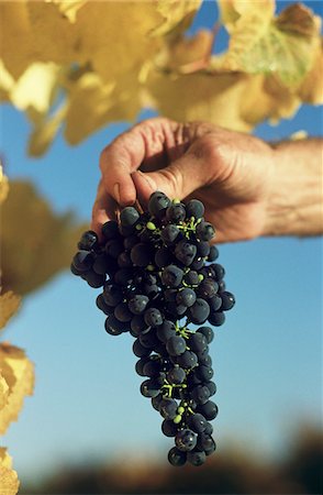 Man holding bunch of black grapes, Yarra Valley, Victoria Australia Stock Photo - Premium Royalty-Free, Code: 693-03310494