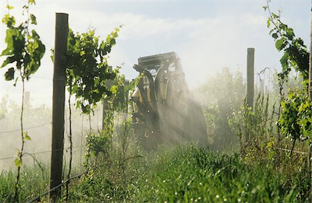 Tractor spraying vineyard with fungicide, Yarra Valley, Victoria, Australia. Stock Photo - Premium Royalty-Free, Code: 693-03310496