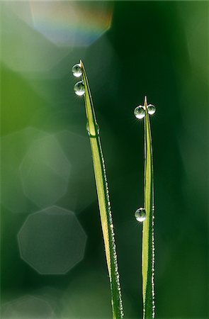 Dew droplets on grass blades, close up Foto de stock - Sin royalties Premium, Código: 693-03311327