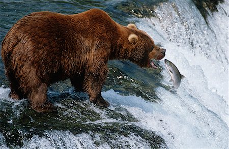 river fish - USA, Alaska, Katmai National Park, Brown Bear catching Salmon in river, side view Stock Photo - Premium Royalty-Free, Code: 693-03311339