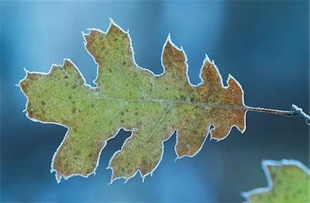 quercus sp - Frosty oak leaf, close-up Stock Photo - Premium Royalty-Free, Code: 693-03311365