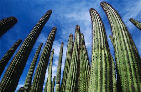 USA, Arizona, Organ Pipe Cactus against sky, low angle view Foto de stock - Sin royalties Premium, Código: 693-03311361