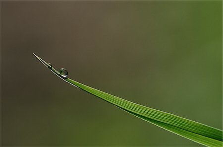 Close-up of dew drop on blade of grass Foto de stock - Sin royalties Premium, Código: 693-03311388