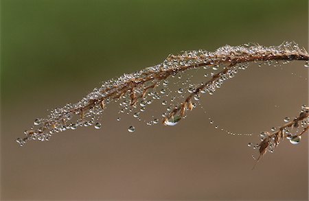 spider web - Close-up of twig with dew covered spiderweb Stock Photo - Premium Royalty-Free, Code: 693-03311389