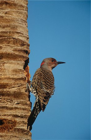 Gila Woodpecker (Melanerpes uropygialis) on tree trunk Stock Photo - Premium Royalty-Free, Code: 693-03311403