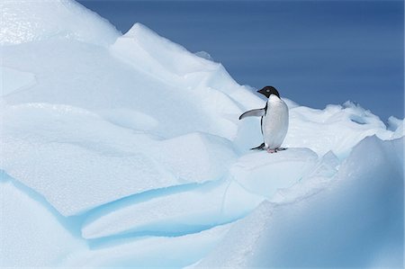 simsearch:693-03301867,k - Adélie Penguin (Pygoscelis adeliae) on glacier Stock Photo - Premium Royalty-Free, Code: 693-03311410