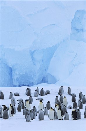 simsearch:693-03301867,k - Emperor Penguin (Aptenodytes forsteri) colony Stock Photo - Premium Royalty-Free, Code: 693-03311427