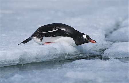 simsearch:693-03301867,k - Antarctica, Greenwich Island, sliding Gentoo Penguin (Pygoscelis papua) Stock Photo - Premium Royalty-Free, Code: 693-03311420