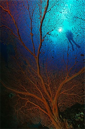 Gorgonian sea fan with sunshine on surface and silhouette of diver Stock Photo - Premium Royalty-Free, Code: 693-03311989
