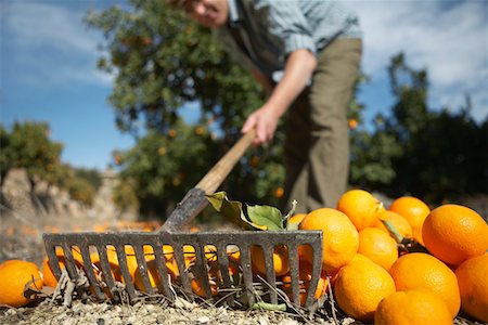 simsearch:693-03312660,k - Farmer raking oranges on ground, close-up, surface level view Stock Photo - Premium Royalty-Free, Code: 693-03312664