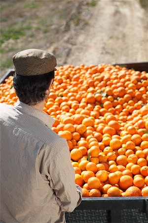 simsearch:693-03312660,k - Farmer looking at oranges in trailer, back view Stock Photo - Premium Royalty-Free, Code: 693-03312670