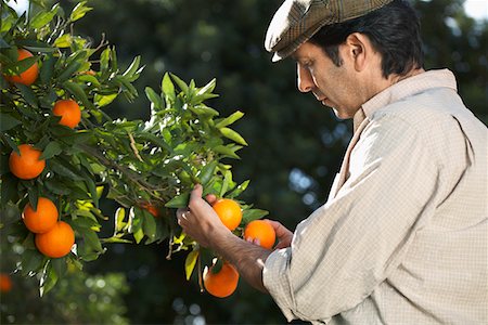 simsearch:693-03312660,k - Farmer looking at oranges on tree Stock Photo - Premium Royalty-Free, Code: 693-03312673