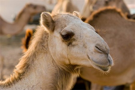 UAE, Dubai, close-up of a camel face, at a farm in the desert outside of Dubai Stock Photo - Premium Royalty-Free, Code: 693-03313761