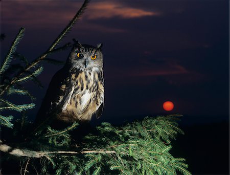 Eagle owl perching on Tree Branch Stock Photo - Premium Royalty-Free, Code: 693-03565617