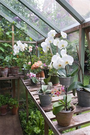 Floweing orchid on greenhouse workbench Stock Photo - Premium Royalty-Free, Code: 693-03617108