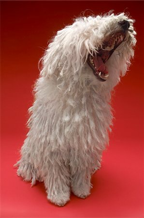 Komondor Dog Stock Photo - Premium Royalty-Free, Code: 693-03707886