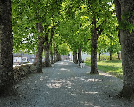 Chestnut Tree Lined Avenue, Bad Berleburg, Siegen-Wittgenstein, North Rhine-Westphalia, Germany Stock Photo - Rights-Managed, Code: 700-04424892