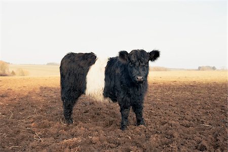 field cow - Branded Galloway Calf in Field, Cotswolds, Cotswolds, Gloucestershire, England, United Kingdom Stock Photo - Rights-Managed, Code: 700-04424920