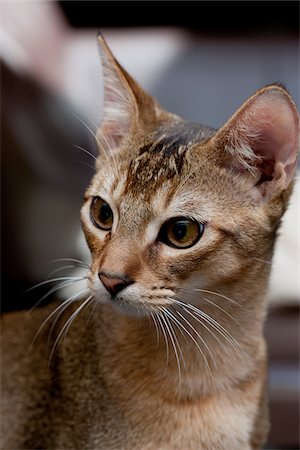 purebred - Portrait of Abyssinian Cat Stock Photo - Rights-Managed, Code: 700-05389496