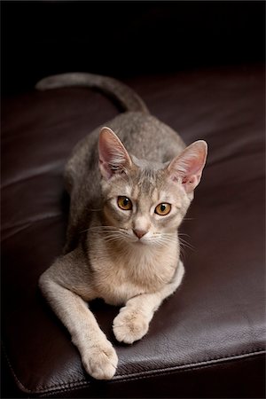 purebred - Abyssinian Cat Stock Photo - Rights-Managed, Code: 700-05389500